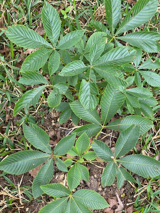 Aesculus pavia var. pavia, Scarlet Buckeye